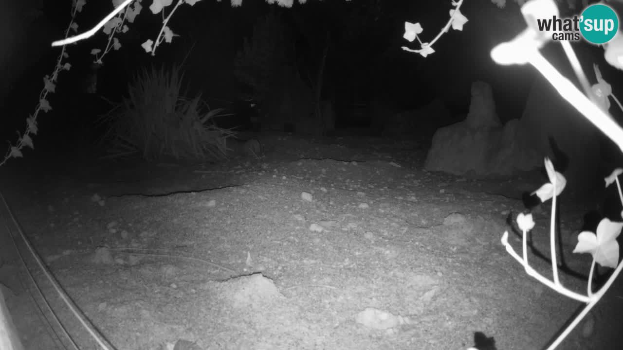 Live cam Zoo Ljubljana – Erdmännchen