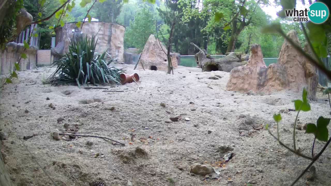 Web kamera Zoo Ljubljana – Merkat