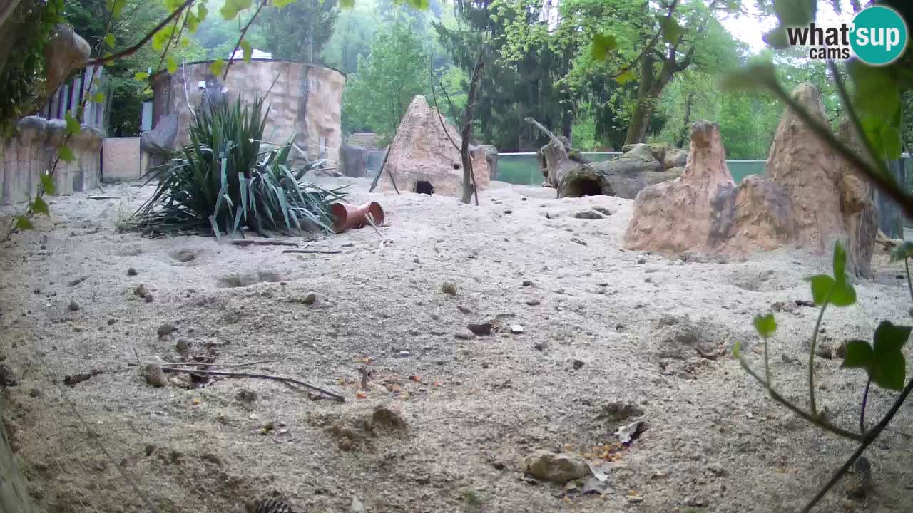 Zoo Ljubljana – Live webcam Meerkat (Suricata)