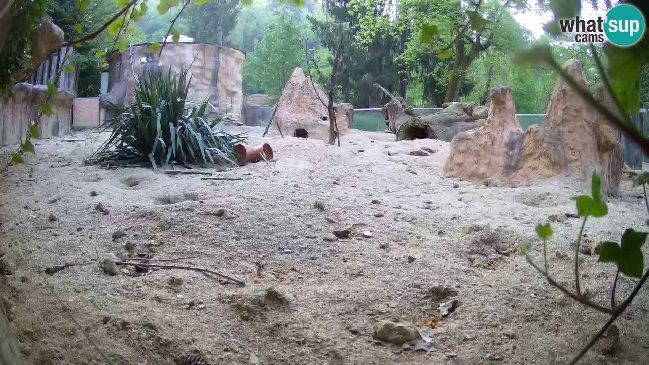 Live cam Zoo Ljubljana – Erdmännchen