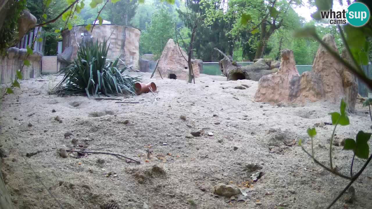 Webcam live Zoo Ljubljana – Suricata
