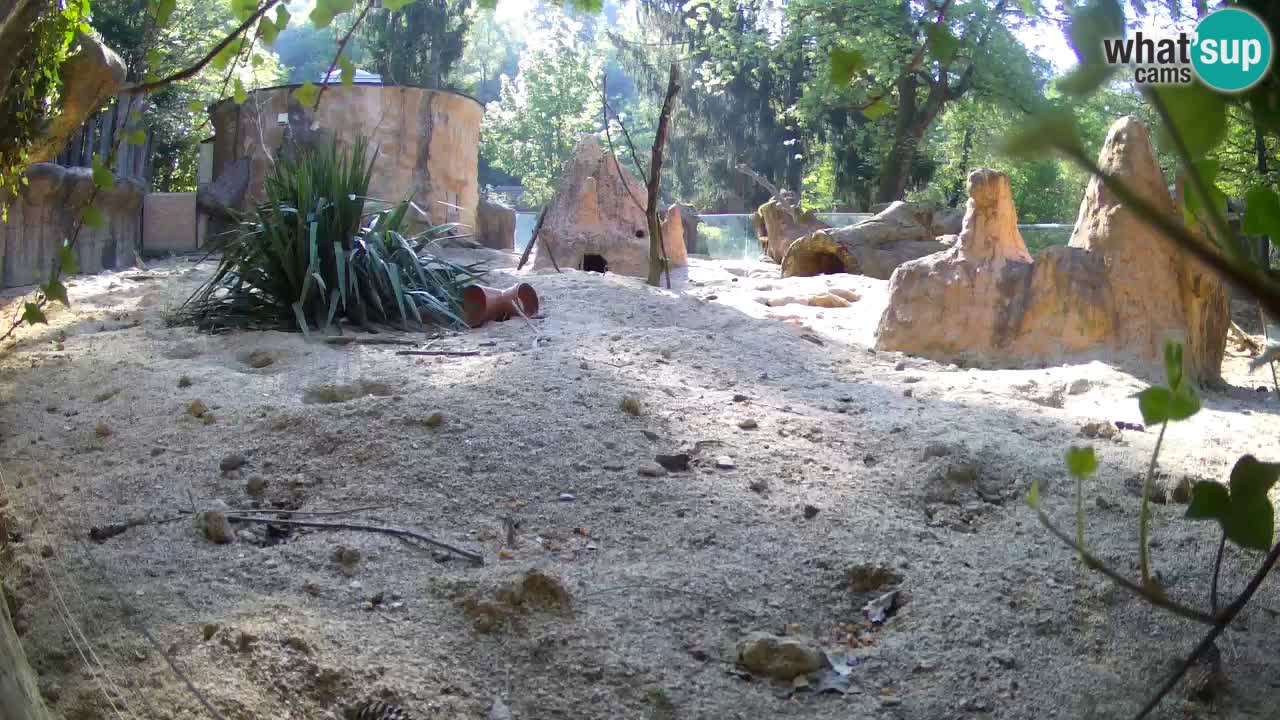 Webcam live Zoo Ljubljana – Suricata