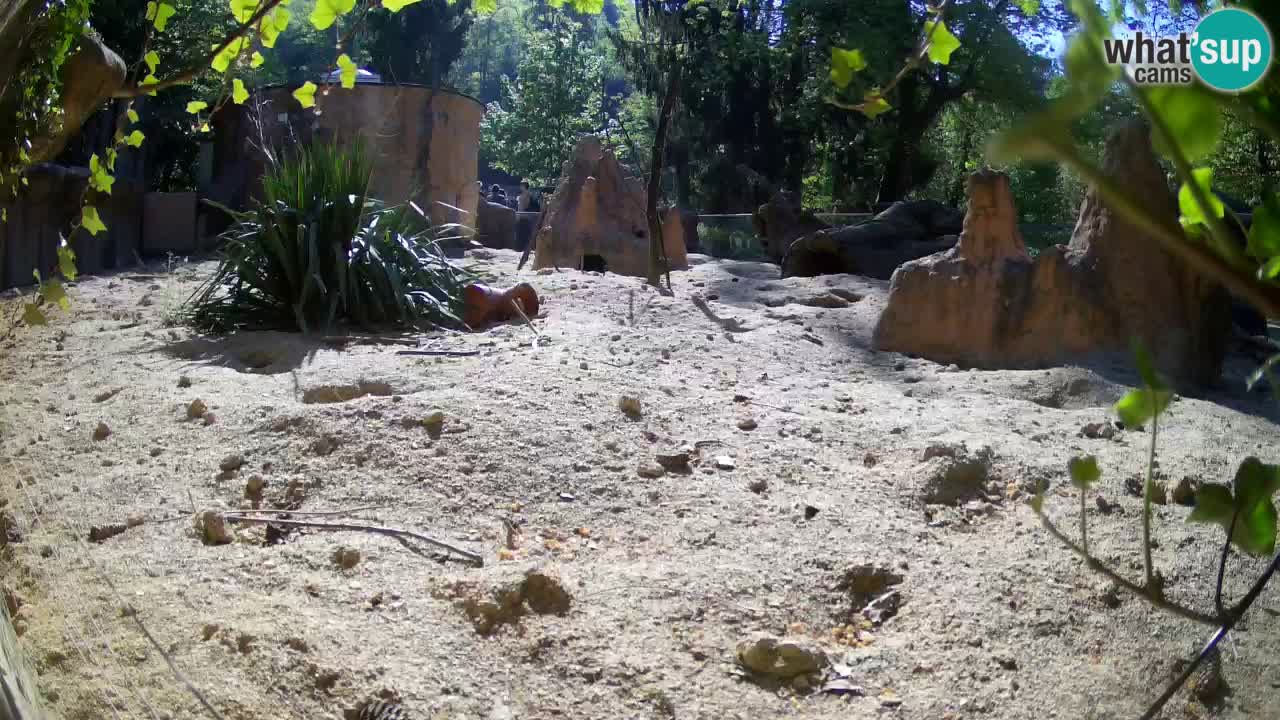 Webcam Zoo Ljubljana – Suricate