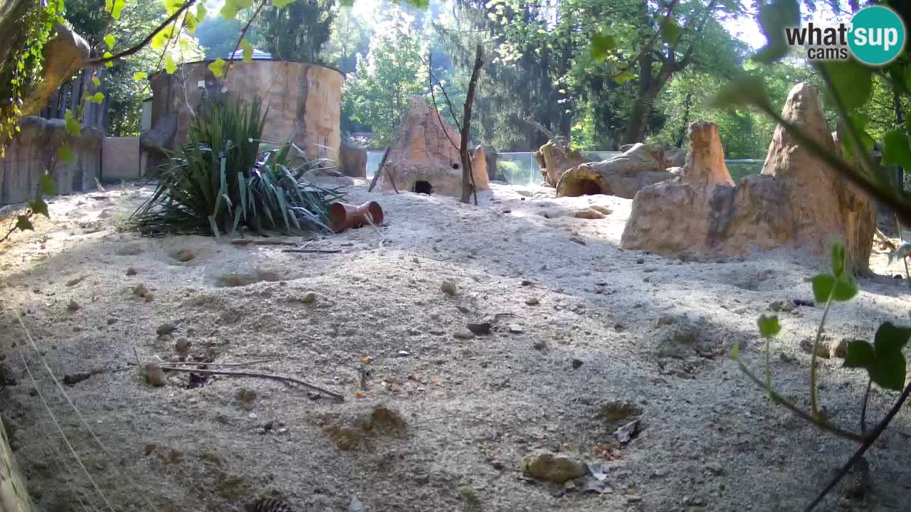 Webcam Zoo Ljubljana – Suricate