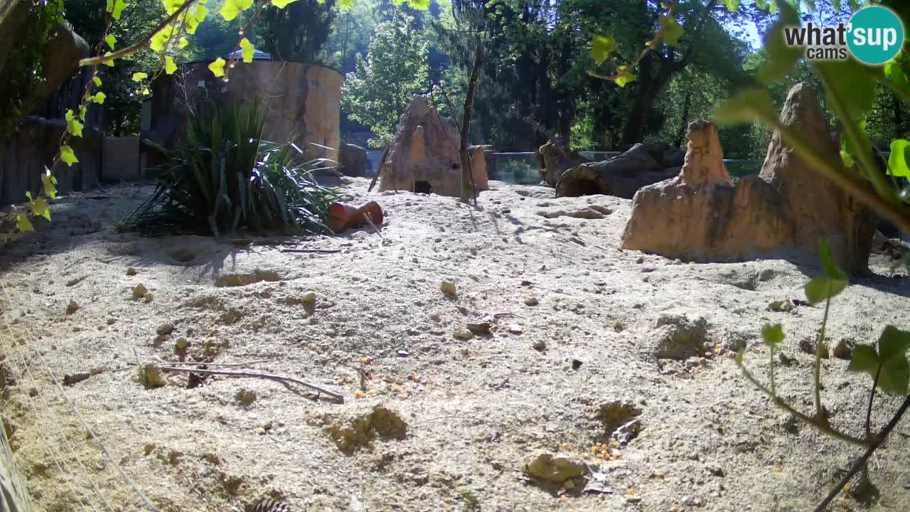 Zoo Ljubljana – Live webcam Meerkat (Suricata)