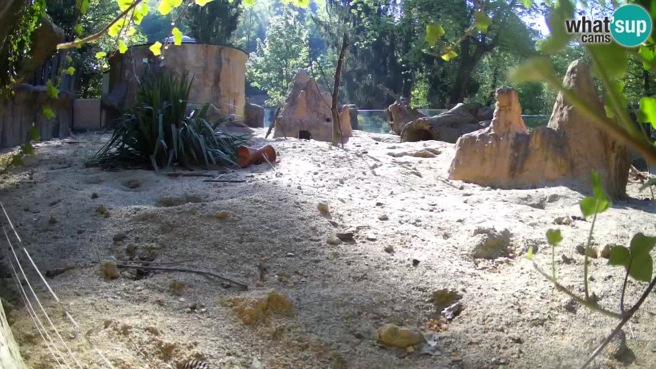 Webcam live Zoo Ljubljana – Suricata