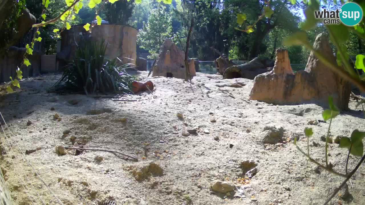 Webcam Zoo Ljubljana – Suricate
