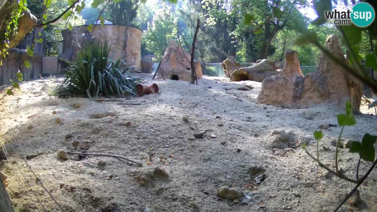 Webcam Zoo Ljubljana – Suricate