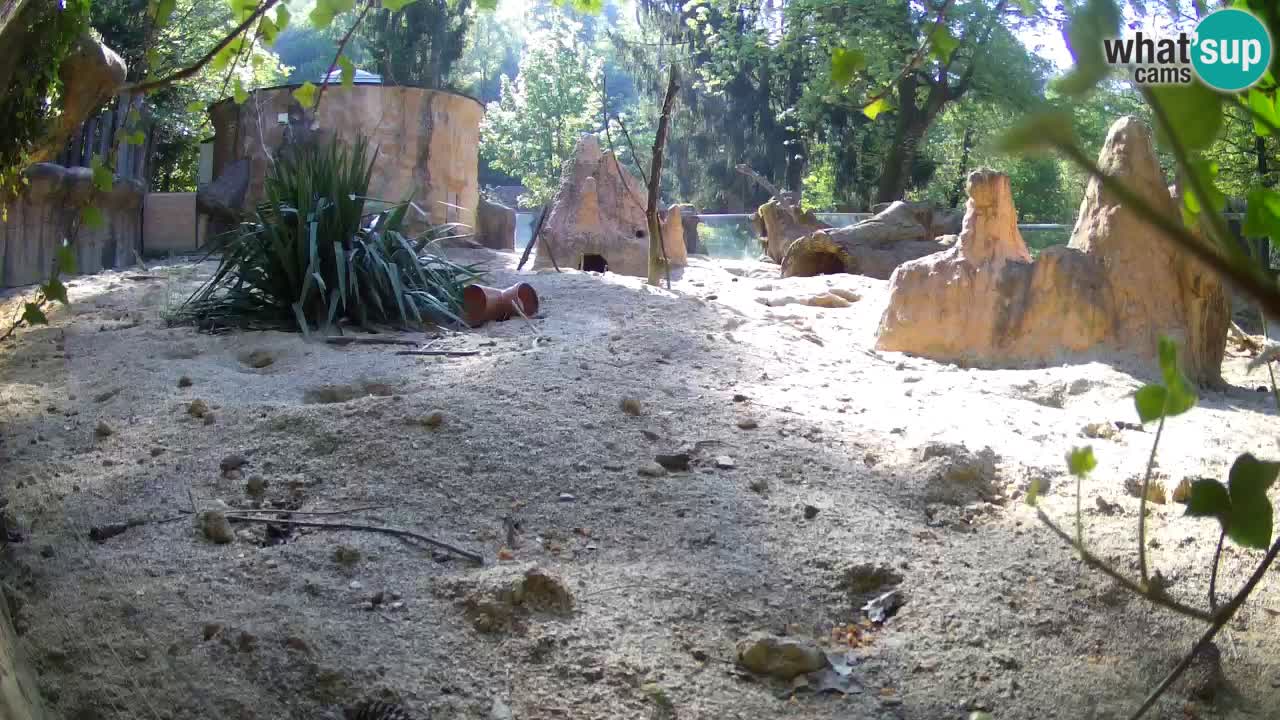 Zoo Ljubljana – Meerkat (Suricata)