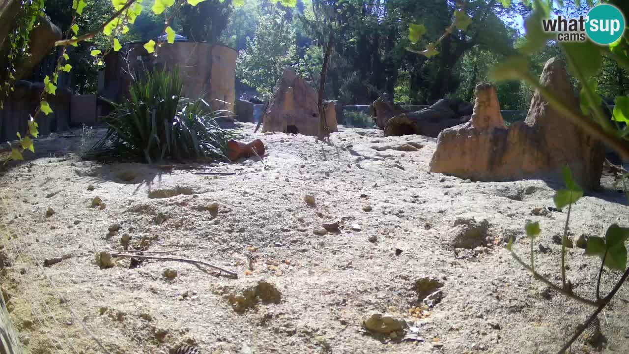 Zoo Ljubljana – Live webcam Meerkat (Suricata)