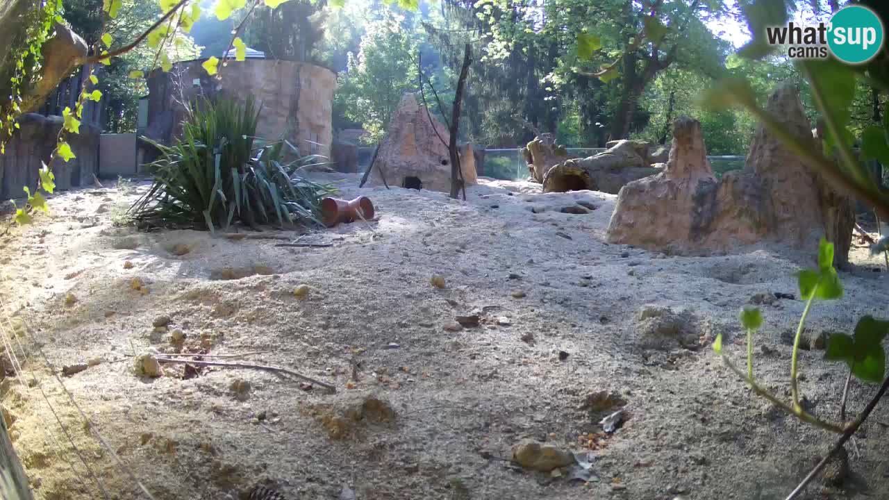 Zoo Ljubljana – Live webcam Meerkat (Suricata)