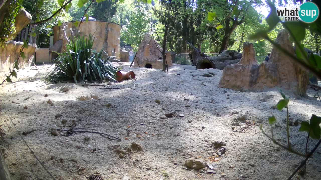 Live cam Zoo Ljubljana – Erdmännchen