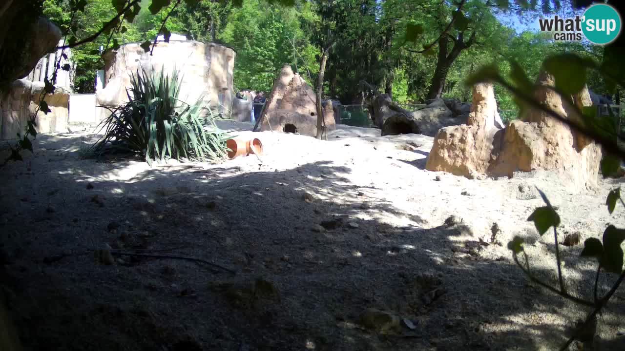 Zoo Ljubljana – Live webcam Meerkat (Suricata)