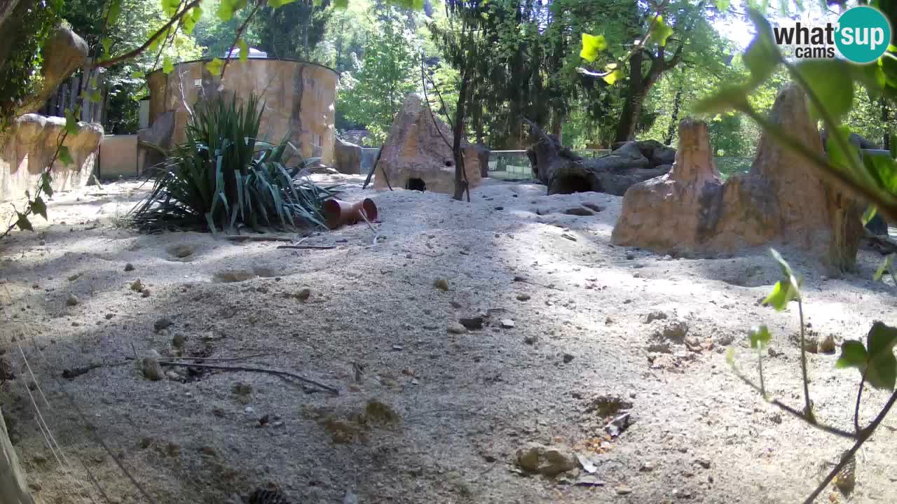 Live cam Zoo Ljubljana – Erdmännchen