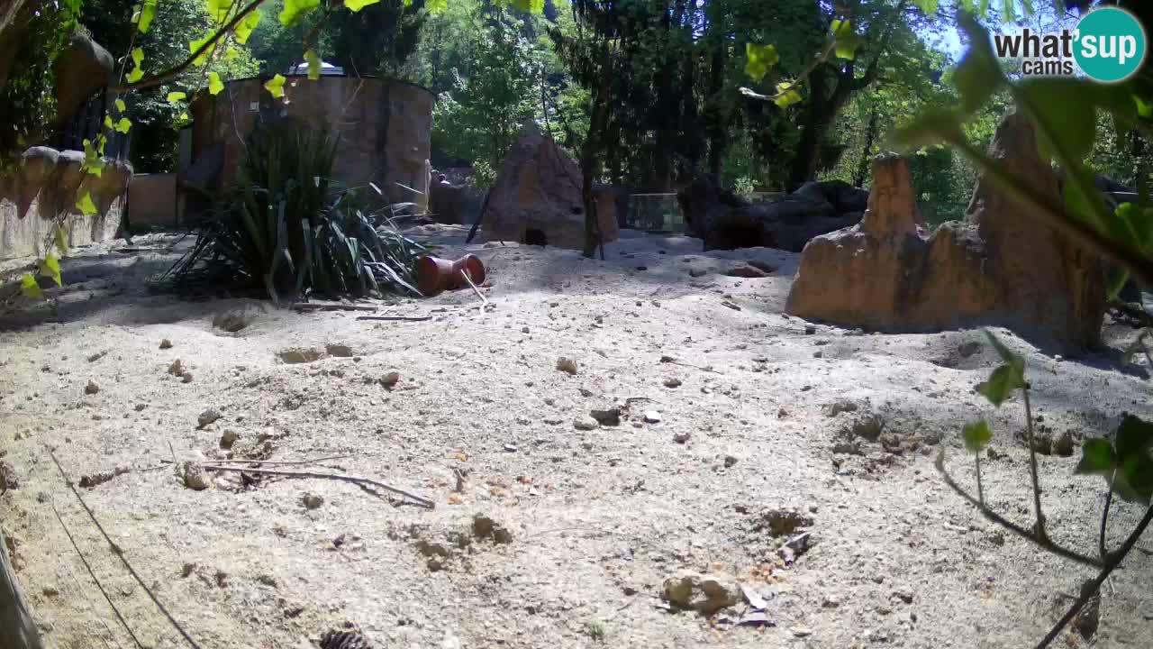 Live cam Zoo Ljubljana – Erdmännchen