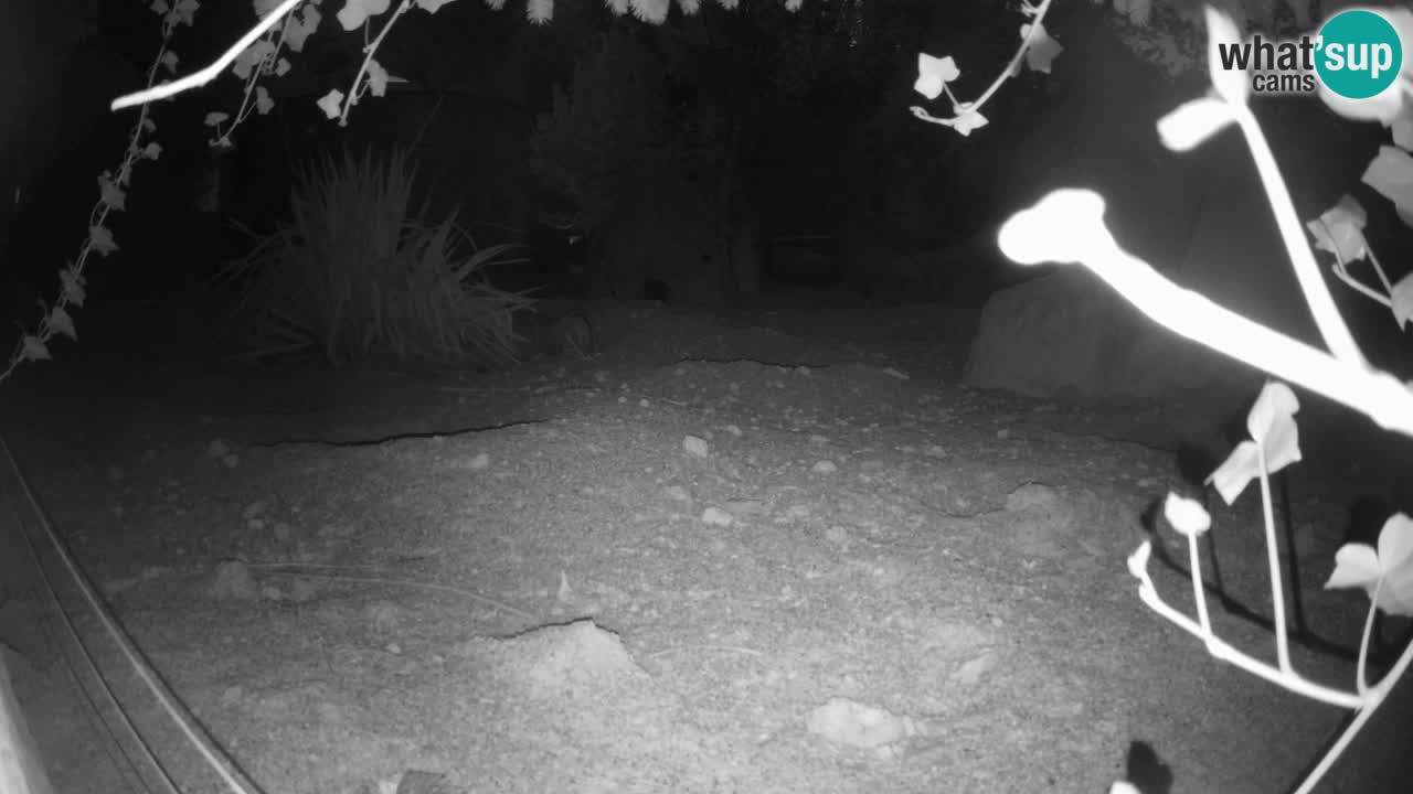 Live cam Zoo Ljubljana – Erdmännchen