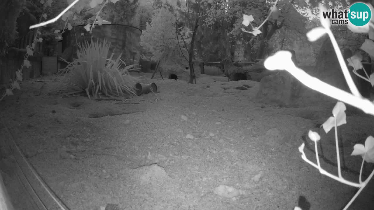 Live cam Zoo Ljubljana – Erdmännchen