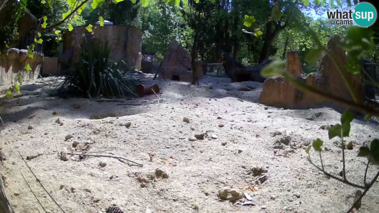 Webcam live Zoo Ljubljana – Suricata