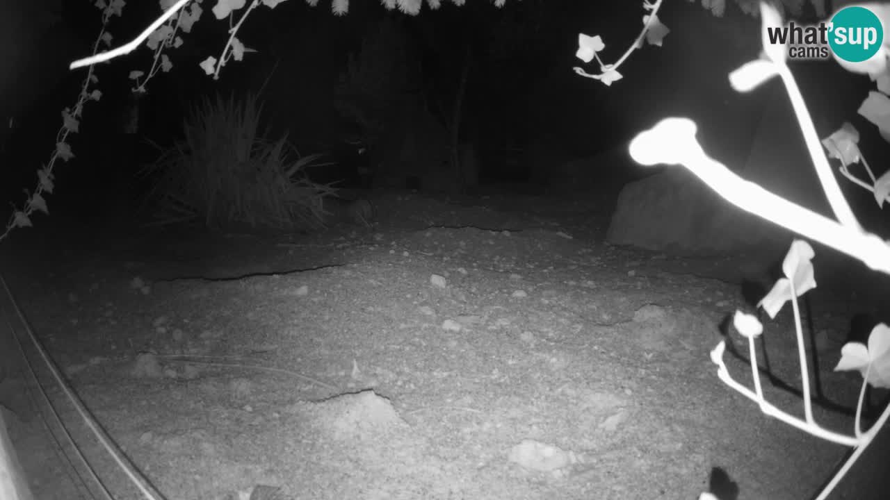 Zoo Ljubljana – Live webcam Meerkat (Suricata)