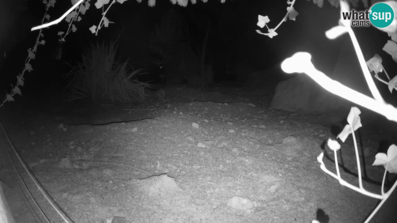 Webcam Zoo Ljubljana – Suricate