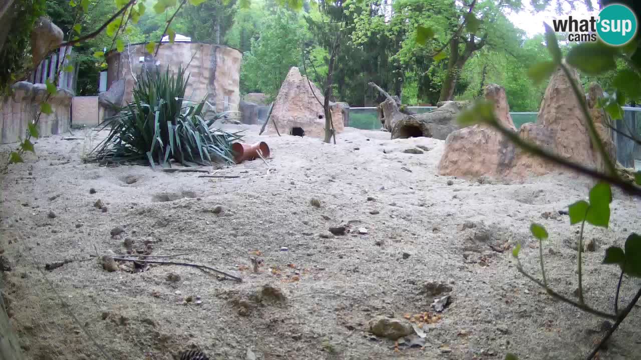 Zoo Ljubljana – Live webcam Meerkat (Suricata)