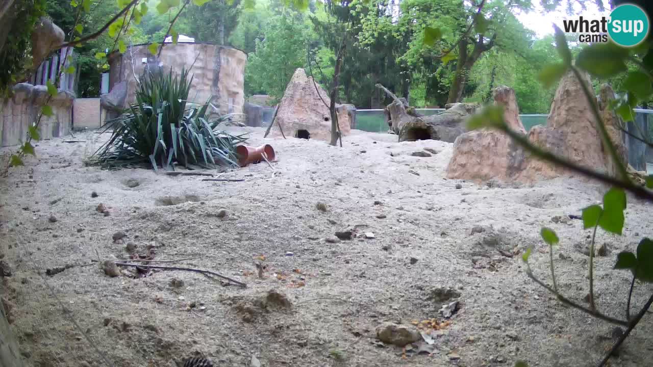 Live cam Zoo Ljubljana – Erdmännchen