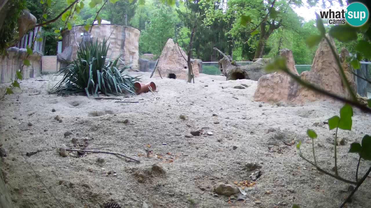 Webcam Zoo Ljubljana – Suricate