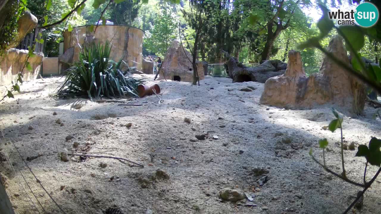 Webcam Zoo Ljubljana – Suricate