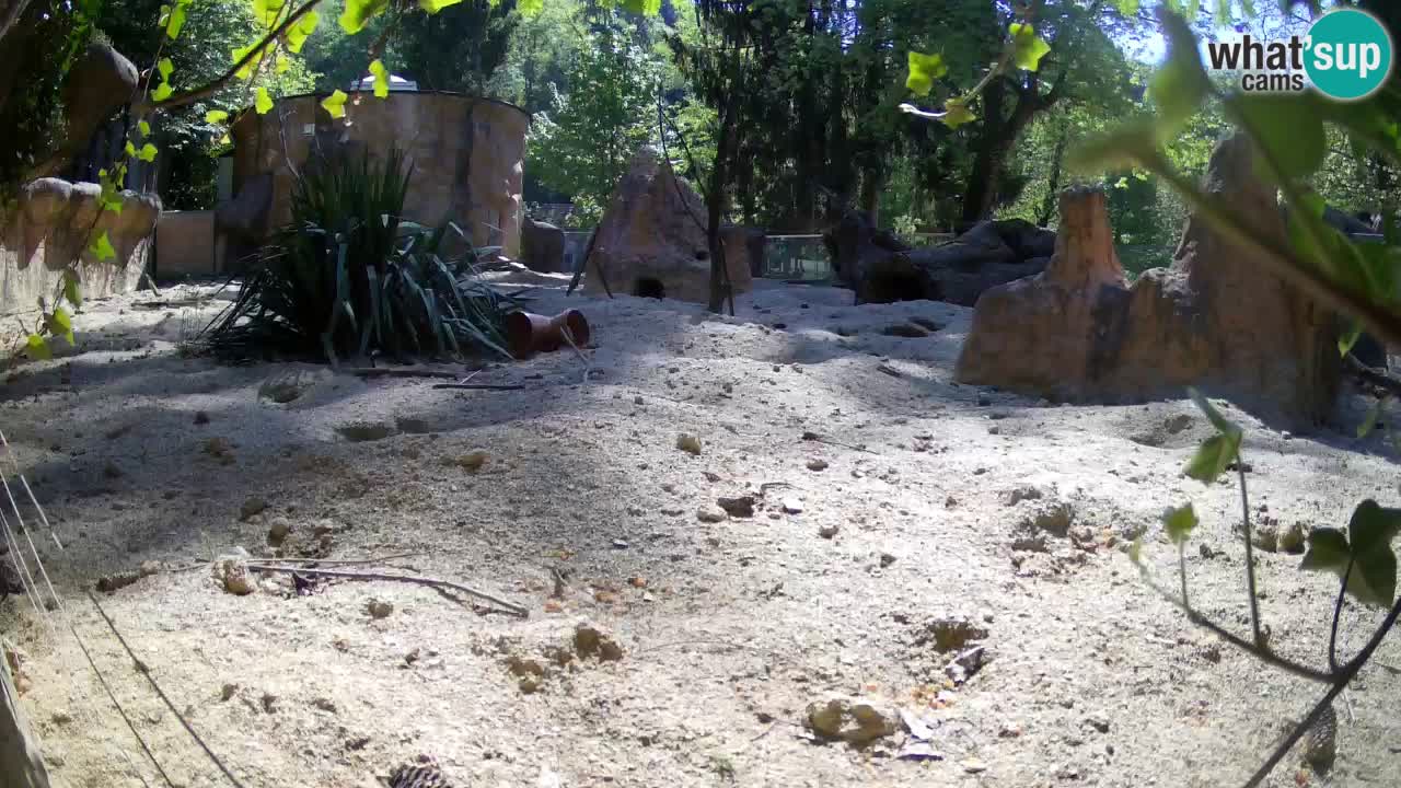 Web kamera Zoo Ljubljana – Merkat