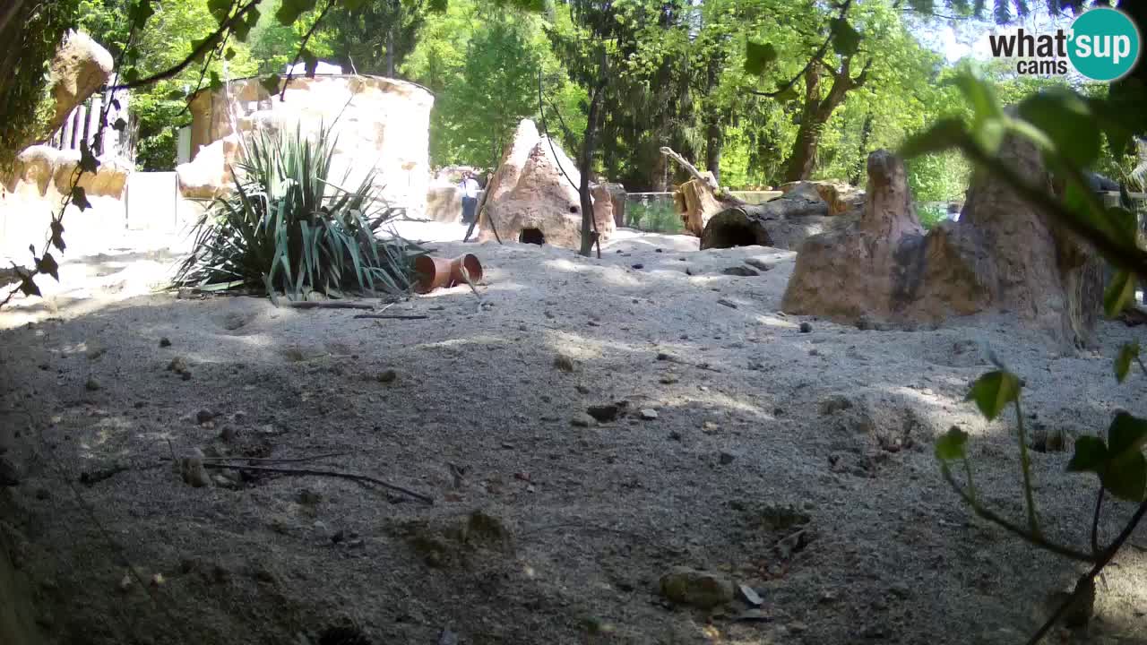 Zoo Ljubljana – Live webcam Meerkat (Suricata)