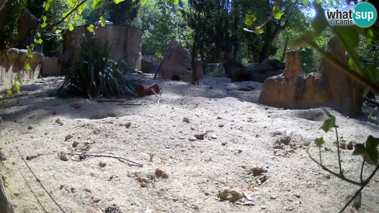 Zoo Ljubljana – Live webcam Meerkat (Suricata)