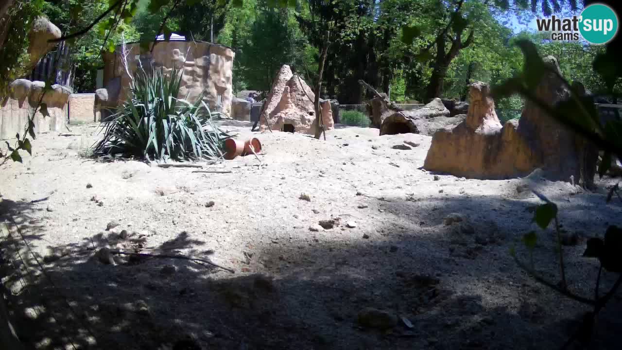 Live cam Zoo Ljubljana – Erdmännchen