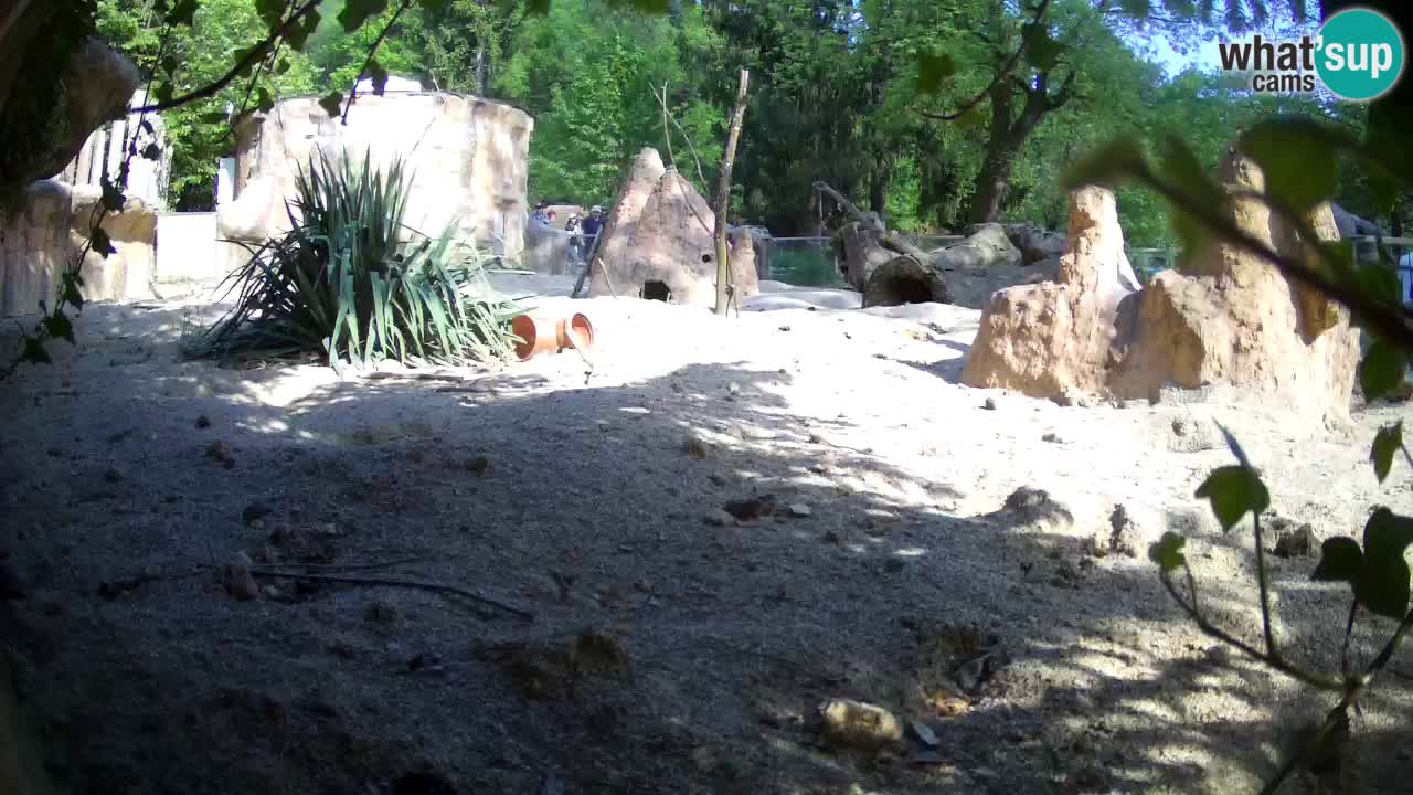 Webcam Zoo Ljubljana – Suricate