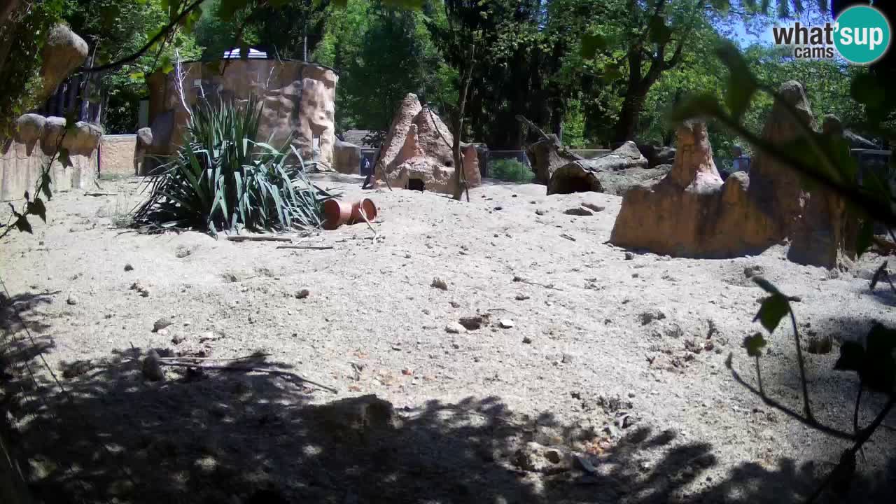 Webcam Zoo Ljubljana – Suricate