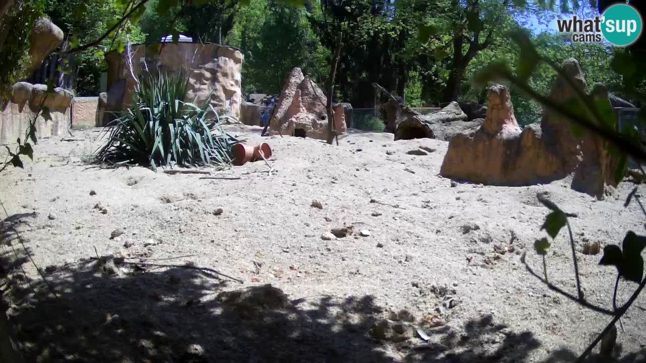 Zoo Ljubljana – Live webcam Meerkat (Suricata)