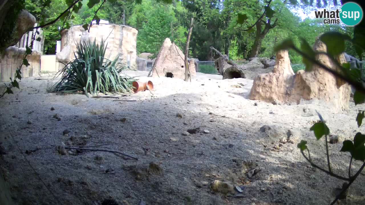 Webcam Zoo Ljubljana – Suricate