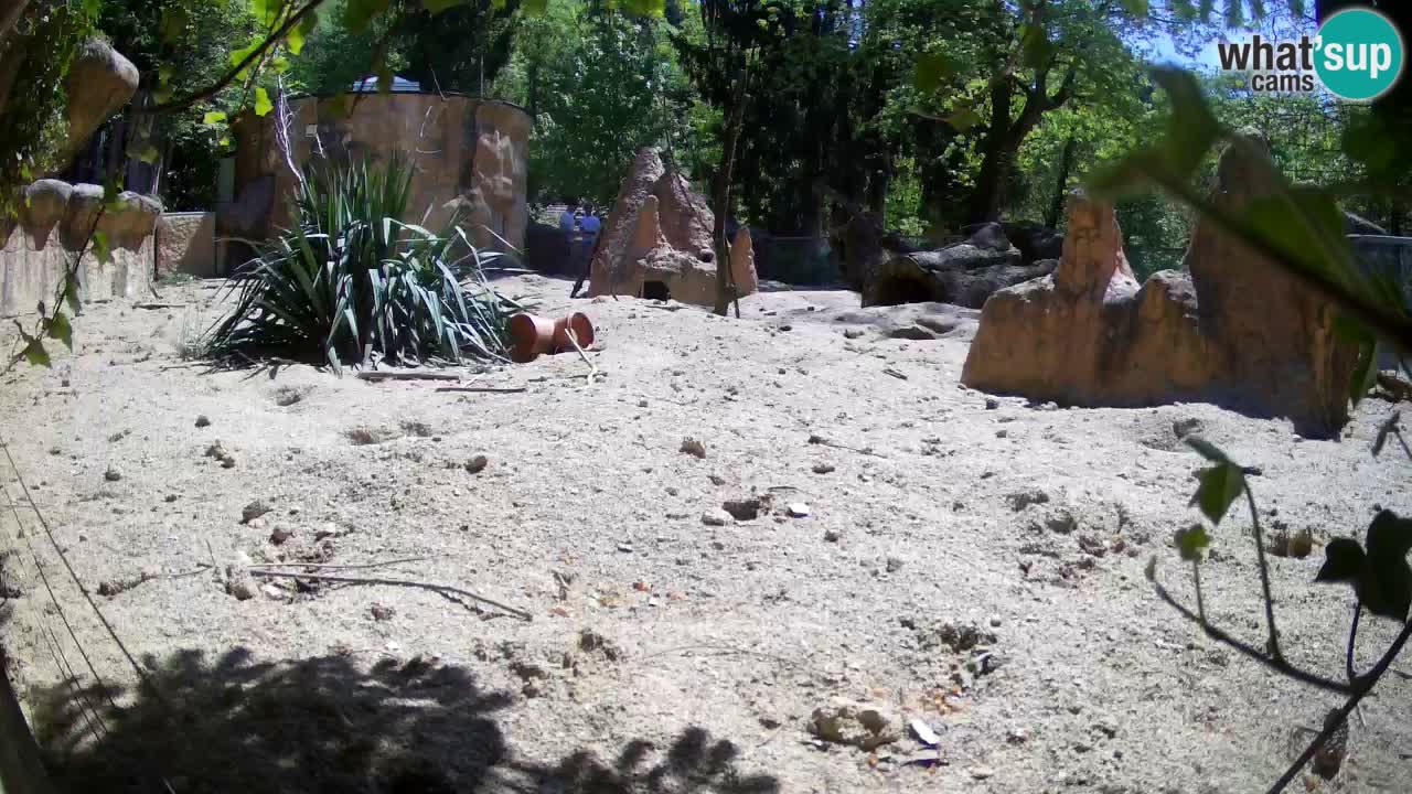Live cam Zoo Ljubljana – Erdmännchen