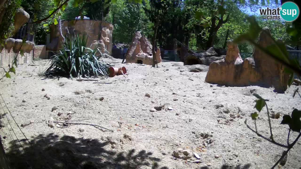 Web kamera Zoo Ljubljana – Merkat