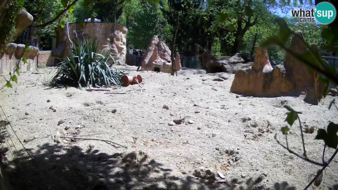 Zoo Ljubljana – Live webcam Meerkat (Suricata)