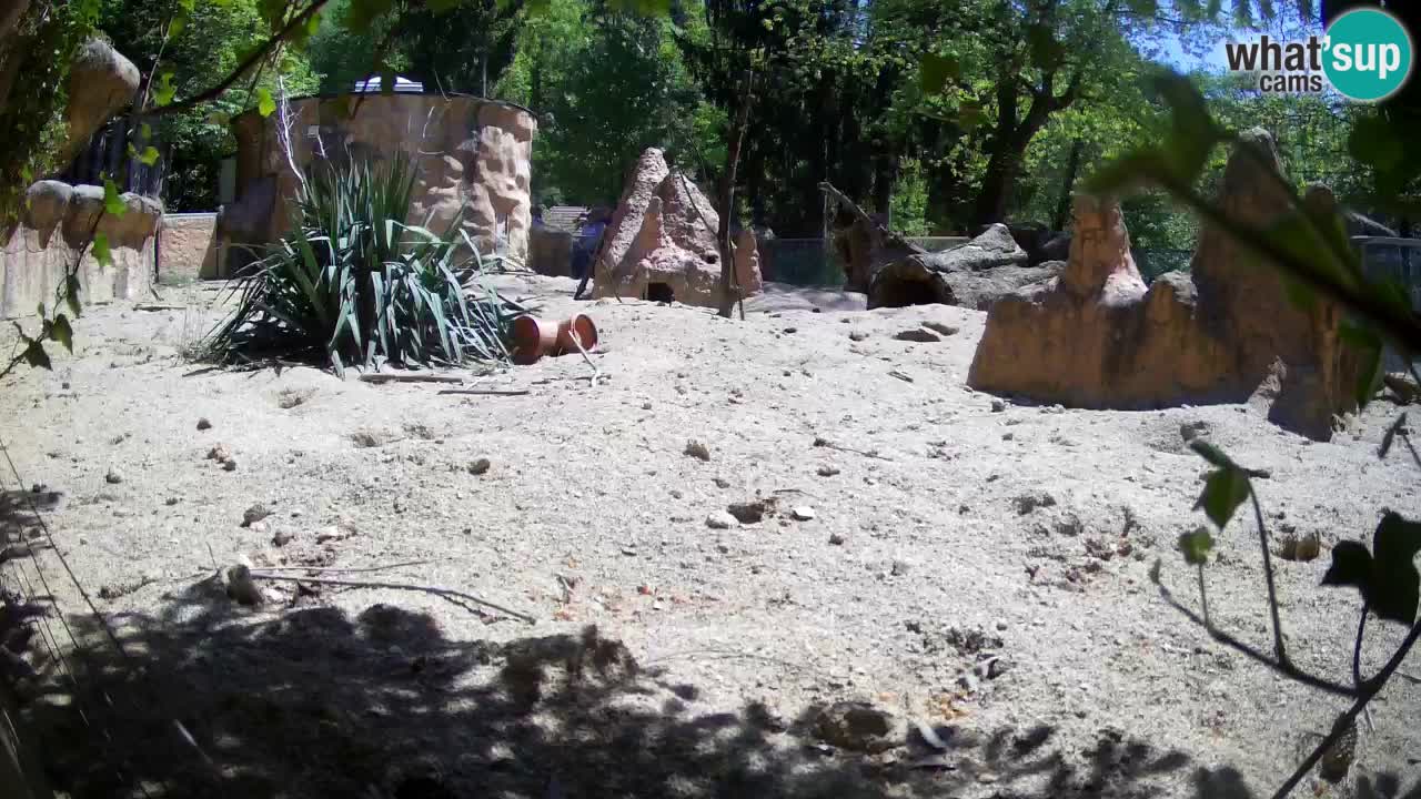 Zoo Ljubljana – Meerkat (Suricata)
