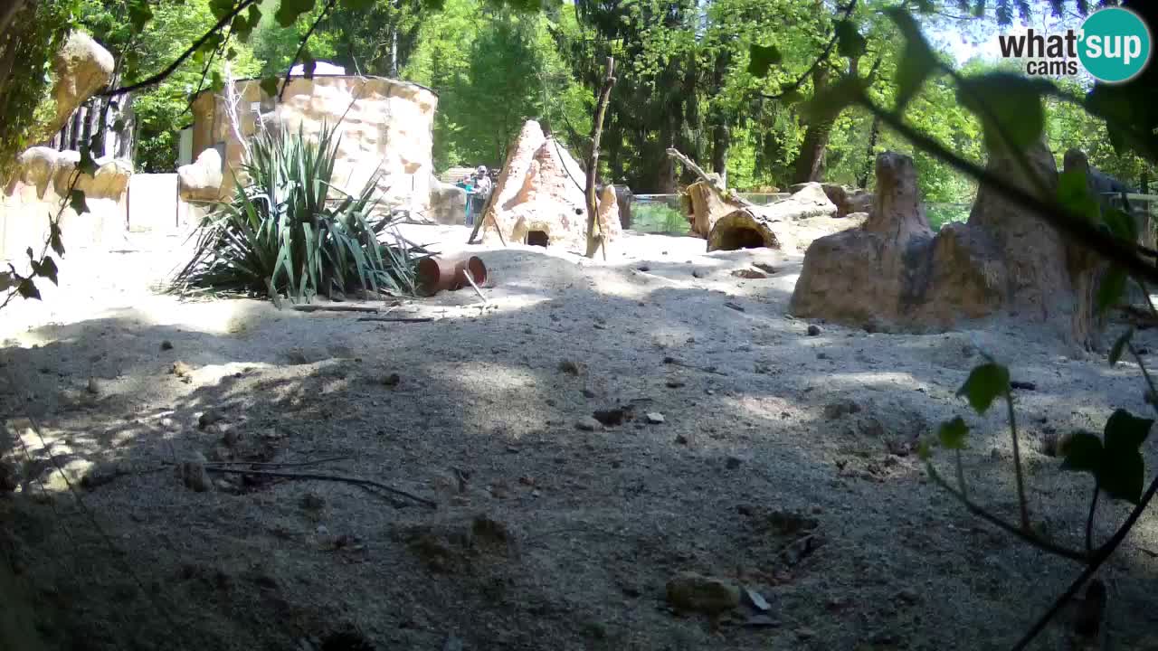 Live cam Zoo Ljubljana – Erdmännchen