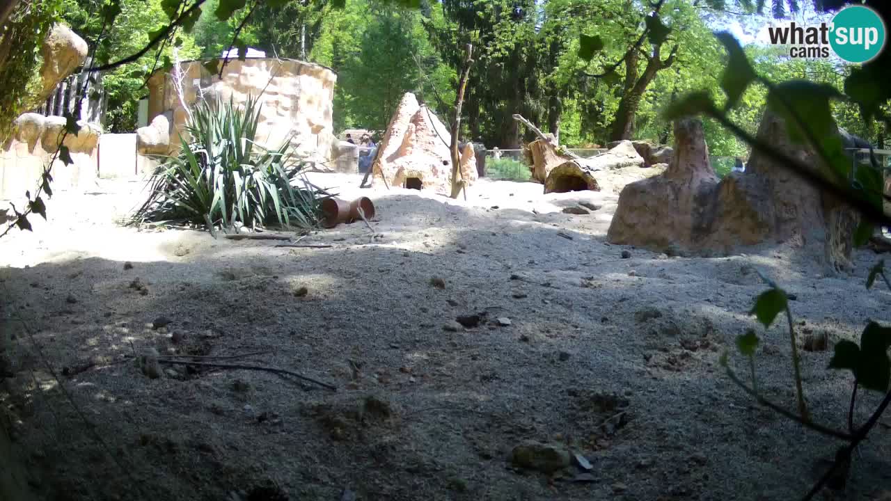 Webcam Zoo Ljubljana – Suricate