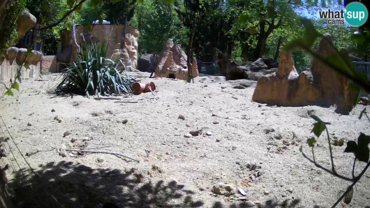 Live cam Zoo Ljubljana – Erdmännchen