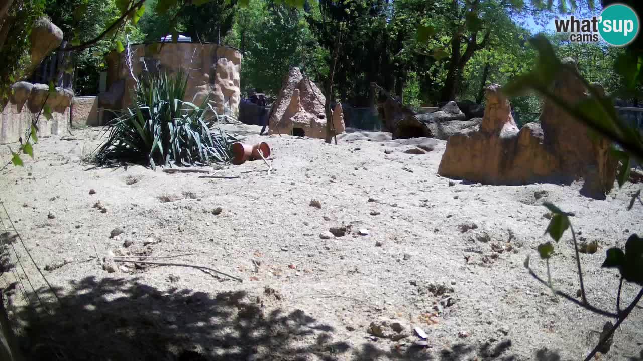 Zoo Ljubljana – Live webcam Meerkat (Suricata)