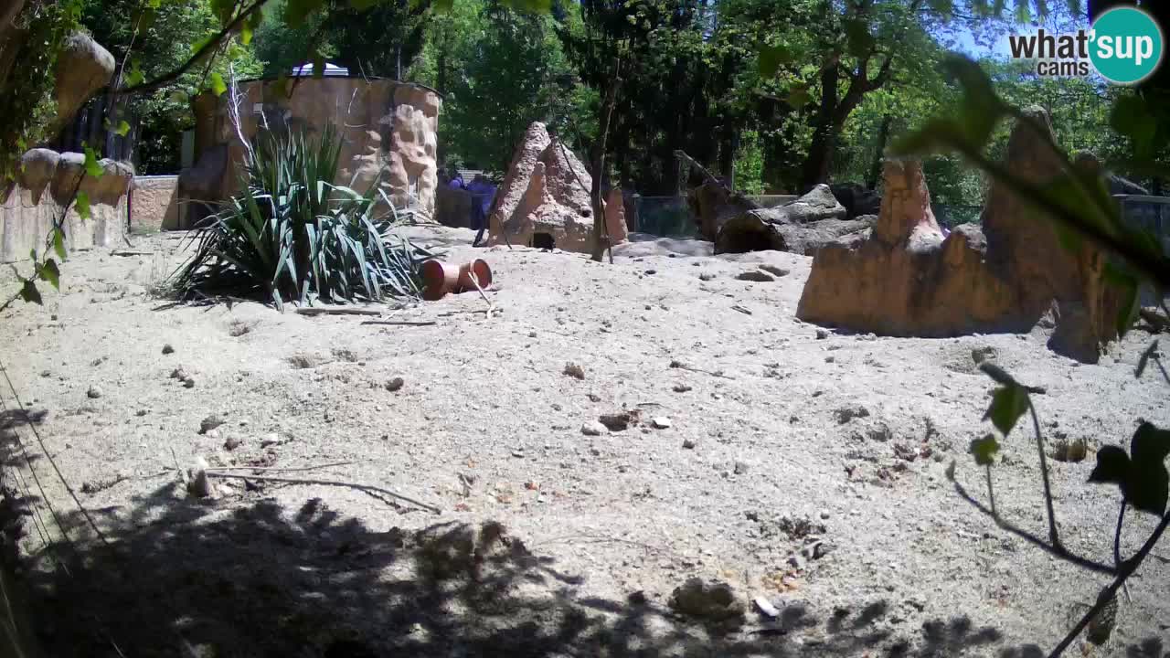 Webcam Zoo Ljubljana – Suricate