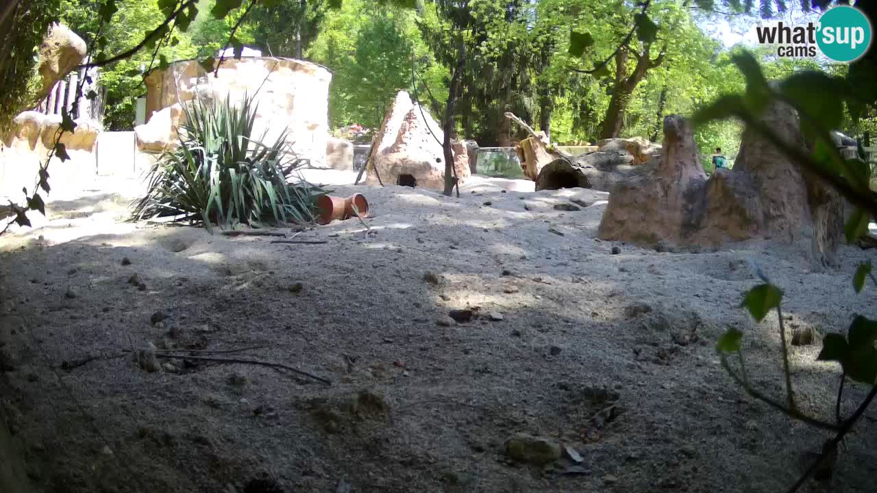 Webcam live Zoo Ljubljana – Suricata
