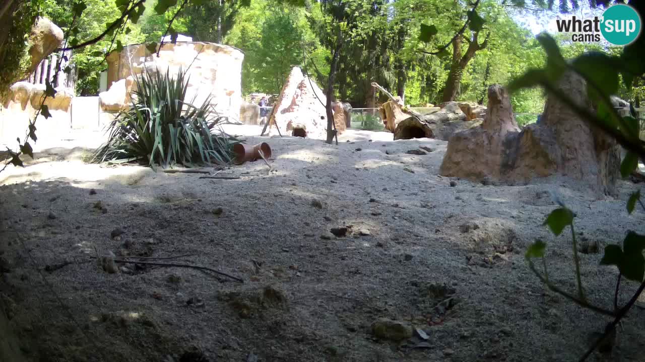 Zoo Ljubljana – Live webcam Meerkat (Suricata)