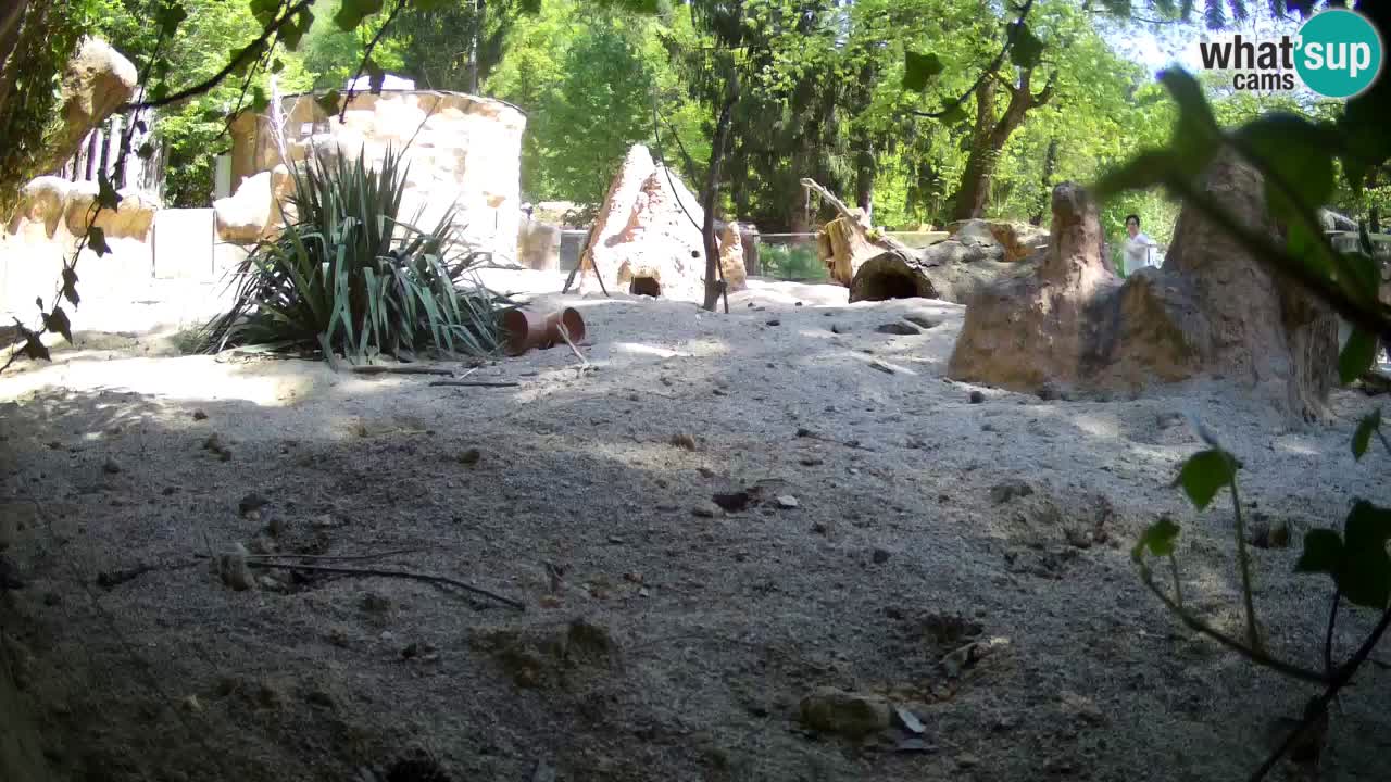 Zoo Ljubljana – Live webcam Meerkat (Suricata)