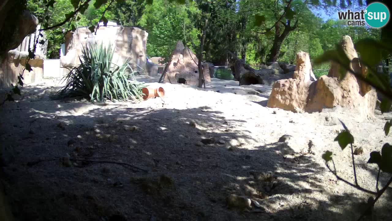 Zoo Ljubljana – Meerkat (Suricata)