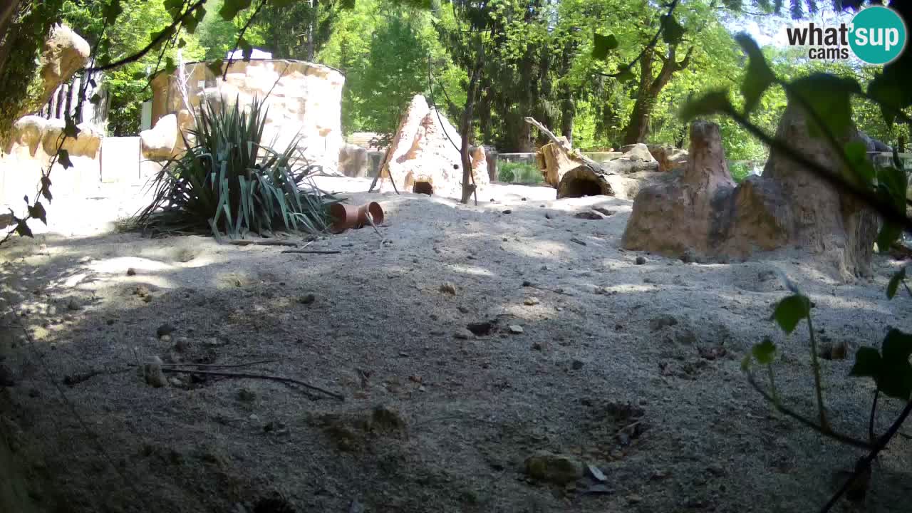 Zoo Ljubljana – Meerkat (Suricata)